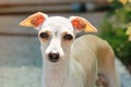 Portrait of Italian Greyhound puppy. Royalty Free Stock Photo