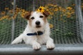 Portrait jack russell dog spring with a daisy orange flower sitting and looking at camera Royalty Free Stock Photo