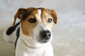 Portrait of jack russell muzzle, focus on the nose