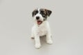 Portrait jack russell puppy dog looking aways and sitting showing its tooth. Isolated on gray background