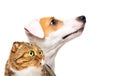 Portrait of a Jack Russell Terrier dog and a cat Scottish Fold, side view Royalty Free Stock Photo