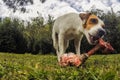 Portrait Of Jack Russell Terrier Dog Chewing A Big Bone Royalty Free Stock Photo