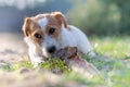 Portrait of a jack russell terrier dog eating meat in a spring garden full of sunshine. Royalty Free Stock Photo