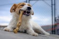 Portrait of a jack russell terrier dog eating meat in a spring garden full of sunshine. Royalty Free Stock Photo