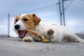 Portrait of a jack russell terrier dog eating meat in a spring garden full of sunshine. Royalty Free Stock Photo