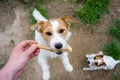 Portrait of a jack russell terrier dog eating meat in a spring garden full of sunshine. Royalty Free Stock Photo