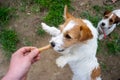 Portrait of a jack russell terrier dog eating meat in a spring garden full of sunshine. Royalty Free Stock Photo