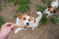 Portrait of a jack russell terrier dog eating meat in a spring garden full of sunshine. Royalty Free Stock Photo