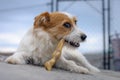 Portrait of a jack russell terrier dog eating meat in a spring garden full of sunshine. Royalty Free Stock Photo