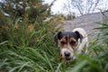 Portrait of a jack russell terrier dog eating meat in a spring garden full of sunshine. Royalty Free Stock Photo