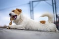 Portrait of a jack russell terrier dog eating meat in a spring garden full of sunshine. Royalty Free Stock Photo