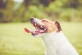 Happy Jack Russell Terrier dog with open mouth panting after active game Royalty Free Stock Photo