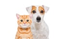 Portrait of a Jack Russell Terrier dog and a kitten Scottish Straight Royalty Free Stock Photo