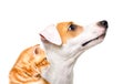 Portrait of a Jack Russell Terrier dog and a Scottish Straight kitten, side view Royalty Free Stock Photo