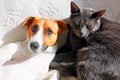 Portrait of jack russell terrier with gray cat on white blanket Royalty Free Stock Photo