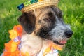 Portrait of a Jack Russell Terrier puppy in a sambrero and Hawaiian garlands on a background of green grass.  Hello summer Royalty Free Stock Photo