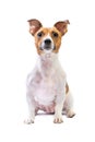 Portrait Jack Russell Terrier, sitting in front, isolated white background