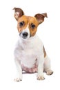 Portrait Jack Russell Terrier, sitting in front, isolated white background