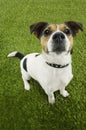 Portrait Of Jack Russell Terrier Standing On Grass Royalty Free Stock Photo