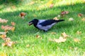 portrait of a jackdaw bird in the green grass