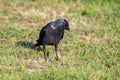 portrait of a jackdaw bird in the green grass