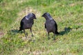 portrait of a jackdaw bird in the green grass