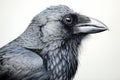 Portrait of a Jackdaw (Corvus cornix)