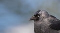 Portrait of a jackdaw