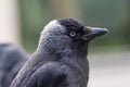 Portrait of a Jackdaw with some food or dirt on his beak