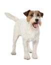 Jackrussel dog isolated on white Royalty Free Stock Photo