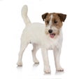 Jackrussel dog isolated on white Royalty Free Stock Photo