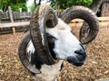 Portrait of Jacob sheep Royalty Free Stock Photo