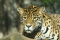 Portrait of a Jaguar Royalty Free Stock Photo