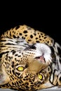 Portrait of the jaguar Royalty Free Stock Photo