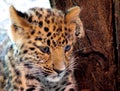 Portrait of a Jaguar Baby Royalty Free Stock Photo