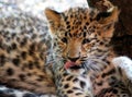 Portrait of a Jaguar Baby Royalty Free Stock Photo