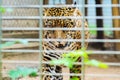 Portrait of Jaguar Close Up. Panthera Onca Royalty Free Stock Photo