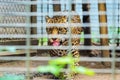 Portrait of Jaguar Close Up. Panthera Onca Royalty Free Stock Photo