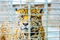 Portrait of Jaguar Close Up. Panthera Onca Royalty Free Stock Photo