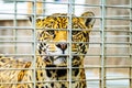 Portrait of Jaguar Close Up. Panthera Onca Royalty Free Stock Photo