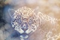 Portrait of a Jaguar