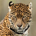 Portrait of a jaguar in the forest