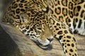 Portrait of a Jaguar (horizontally) Royalty Free Stock Photo
