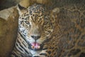 portrait of jaguar with mouth open