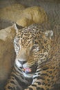 portrait of jaguar with open mouth