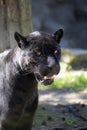 Portrait, Jaguar Panthera onca, black form Royalty Free Stock Photo