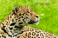 Portrait of a Jaguar. Panthera onca. Royalty Free Stock Photo