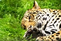 Portrait of a Jaguar. Panthera onca. Royalty Free Stock Photo