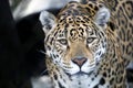 portrait of Jaguar Panthera Onca Royalty Free Stock Photo