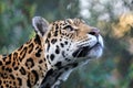 portrait of Jaguar Panthera Onca Royalty Free Stock Photo